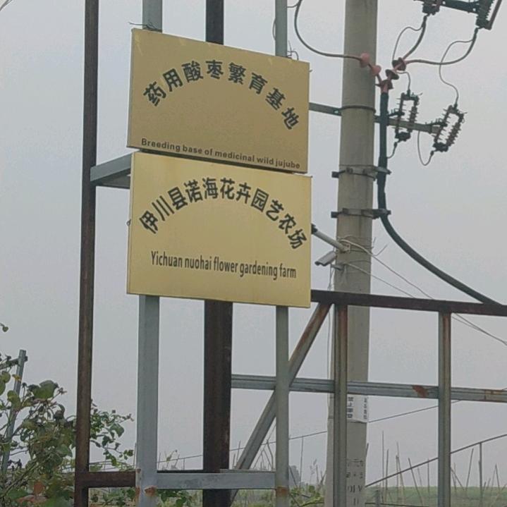 伊川酸枣苗木繁育总场
