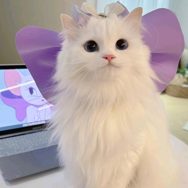 百香果喵（回guan选🐱）