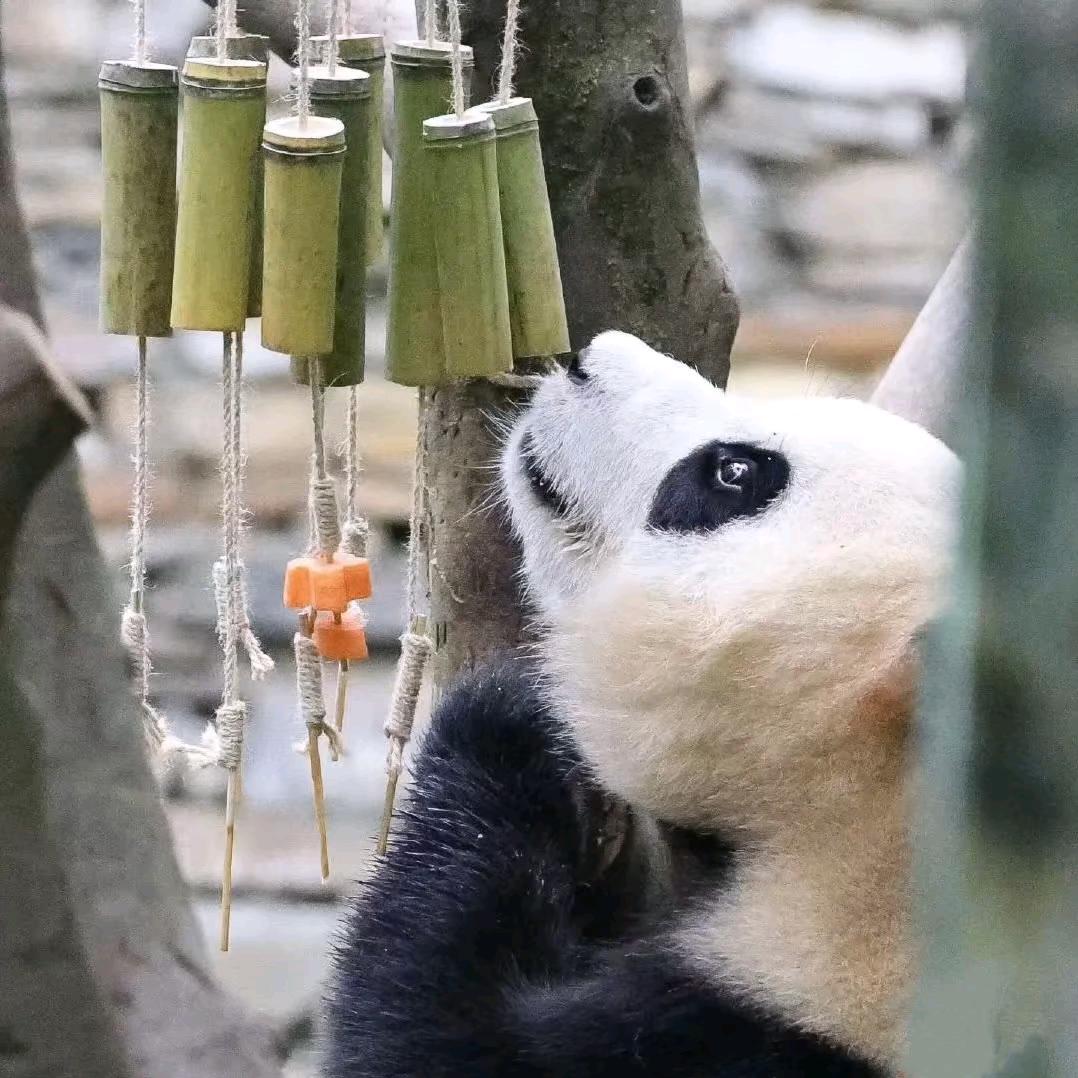 胡可爱❤️