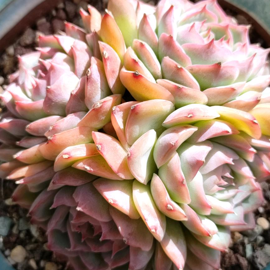 无忧草