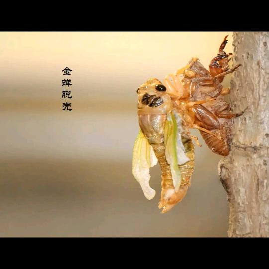 南宁市原生虫蛹业批发配送中心
