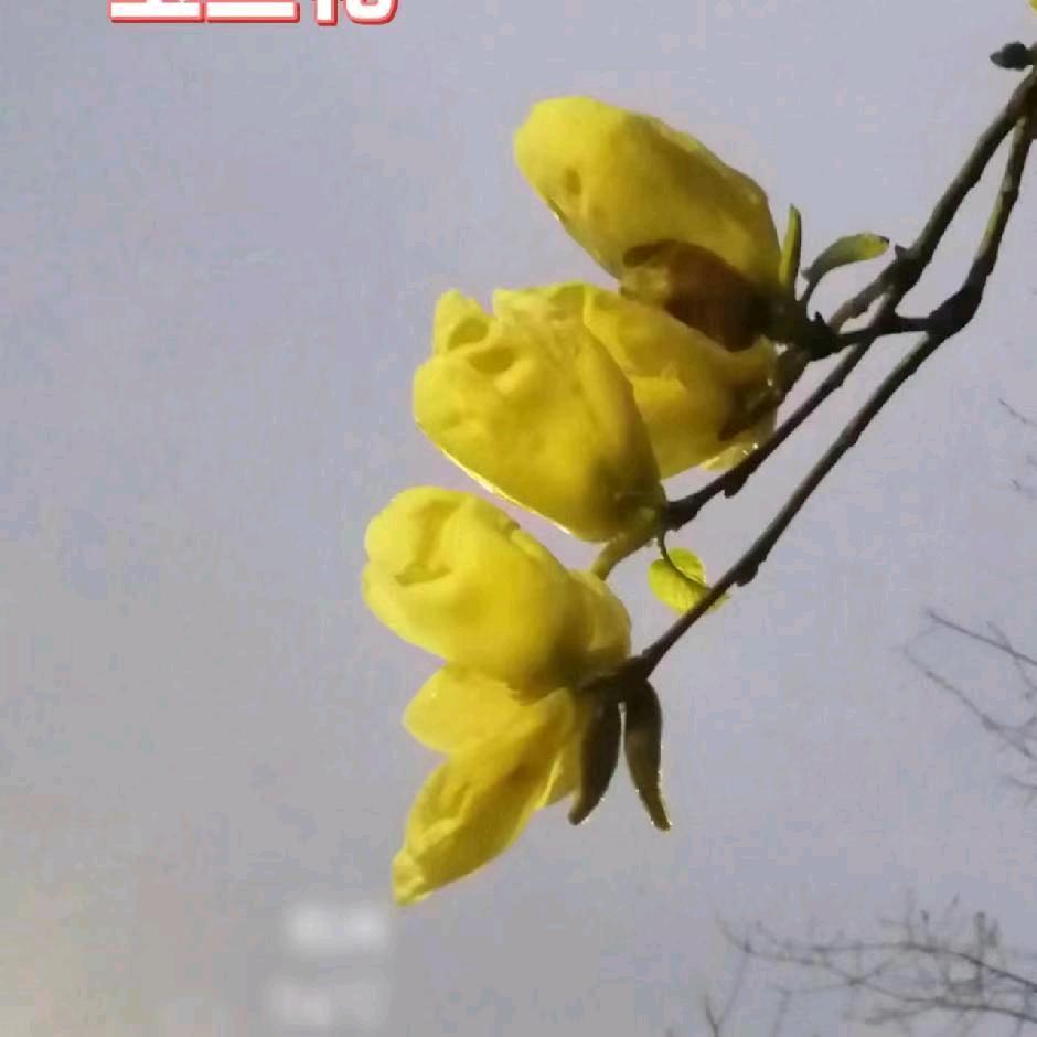兰姐6295