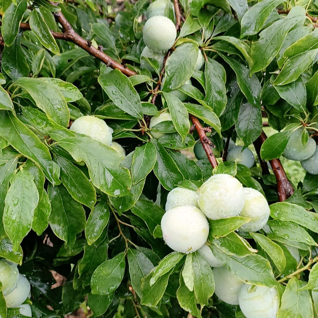 梦游一生