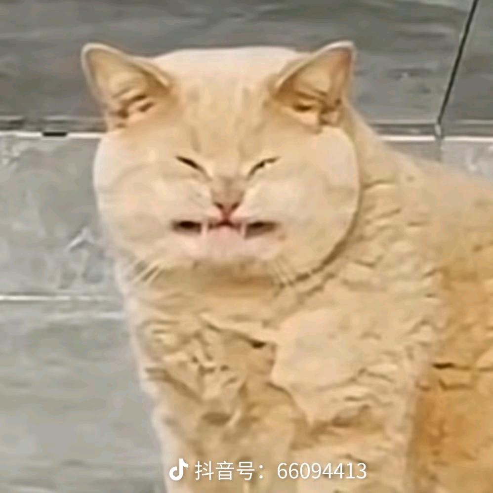 小猪瘦不瘦