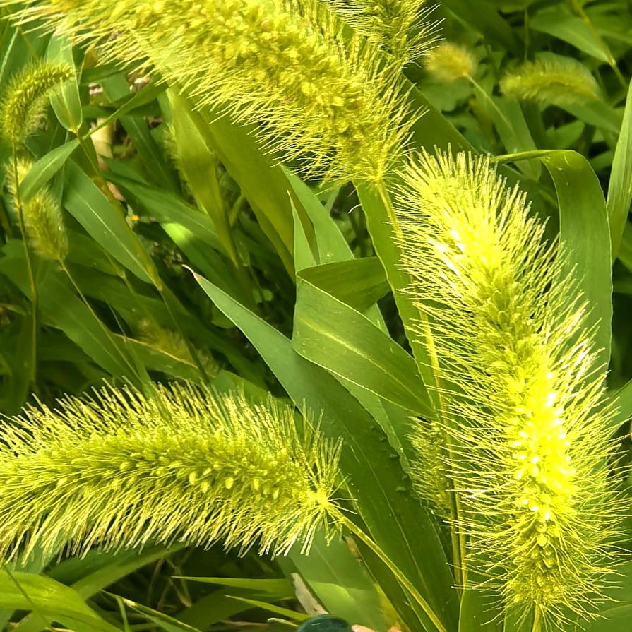 东北木耳蘑菇批发商行