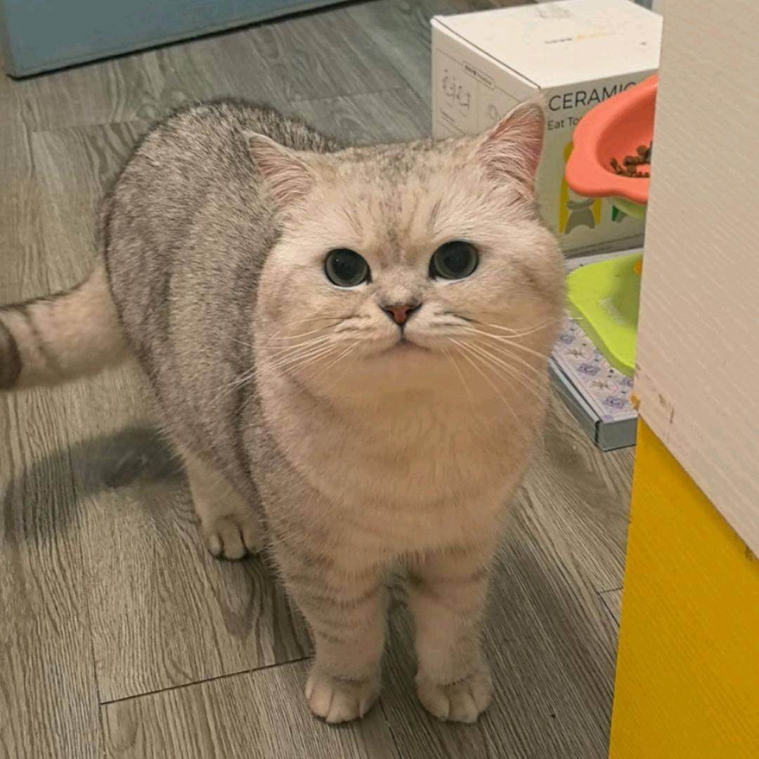 白菜哥是大脸猫🐱