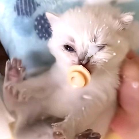 @一般猫