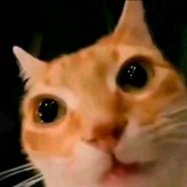 meme猫