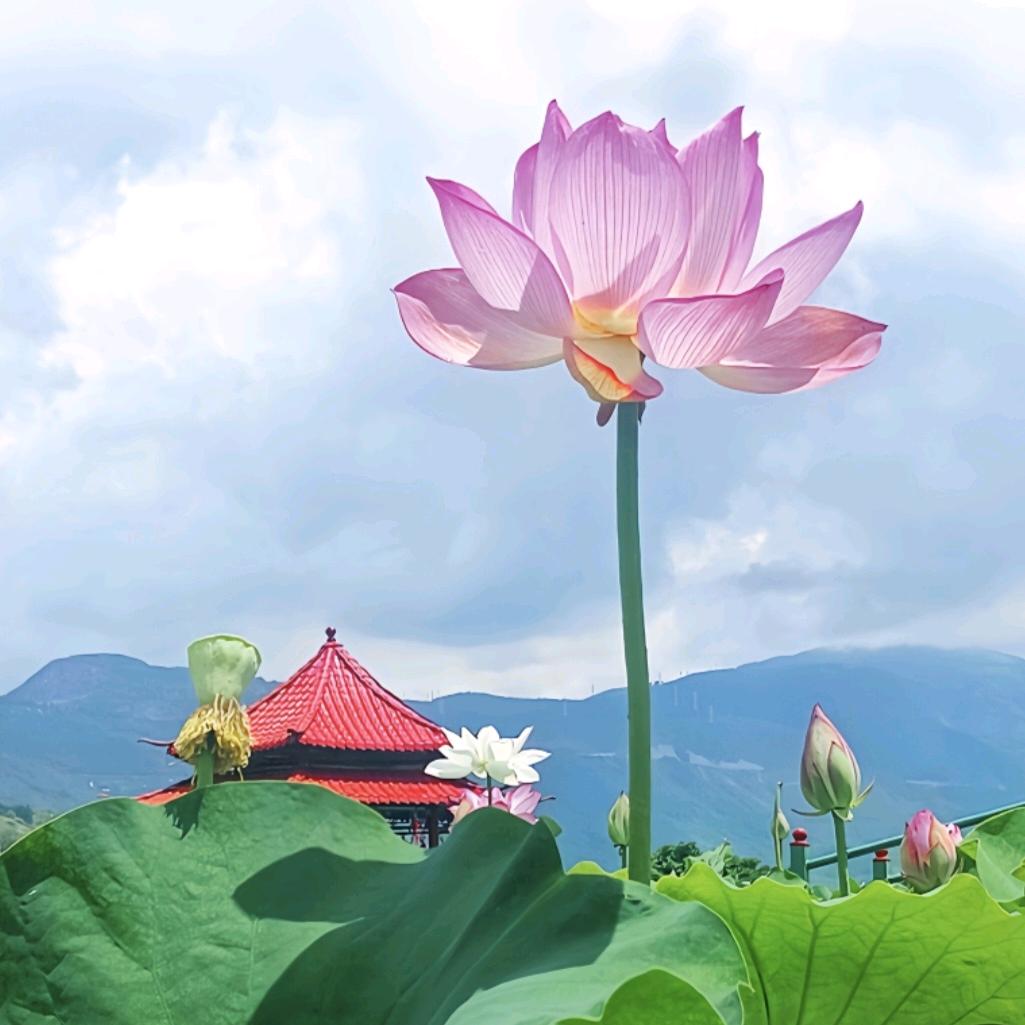 小圆圆
