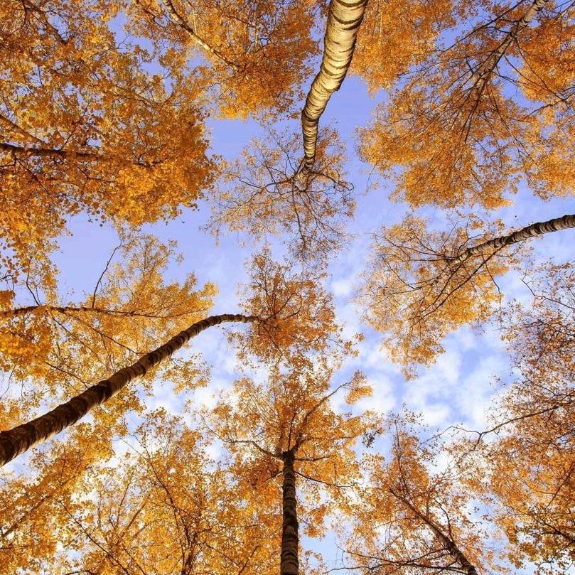 *⁂((✪⥎✪))⁂*冰雨