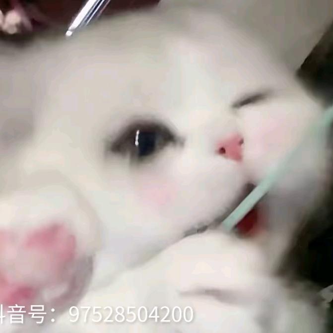 勃利特