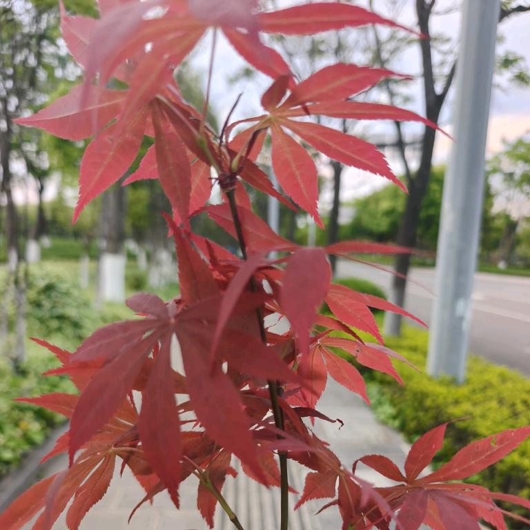 红叶伤情(狂暴元素)头像
