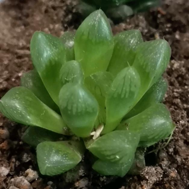 🌹熟悉的陌生人🌈