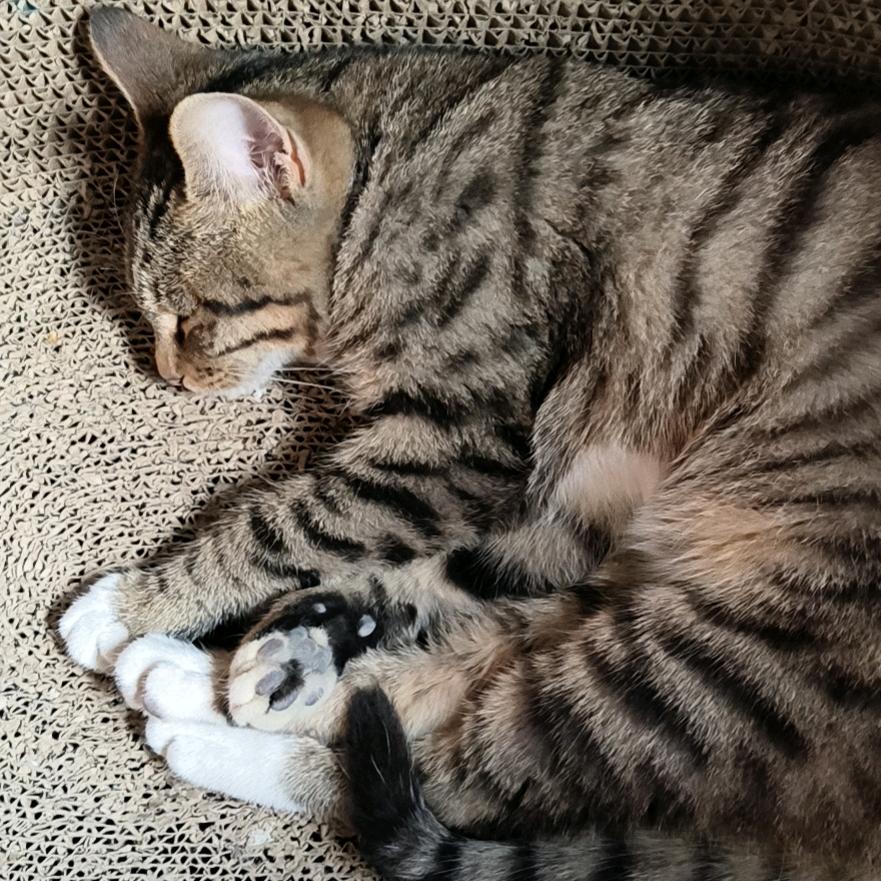 2️⃣人2️⃣猫的日常