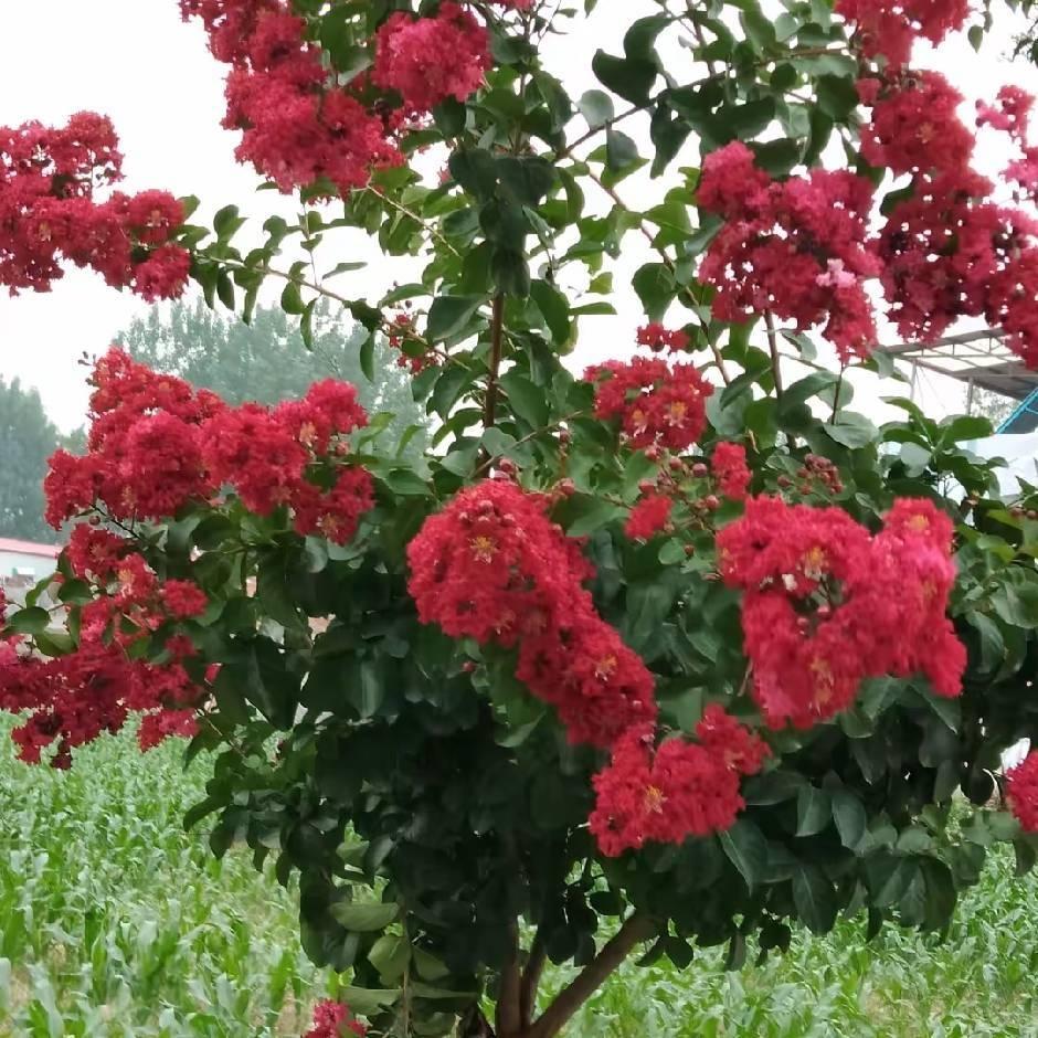 栀子花开1
