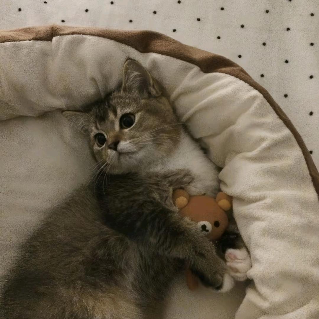 小猫咪‼️爱到疯癫❤️‍🔥❤️‍🔥