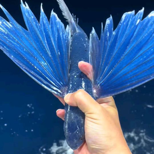 梦豪英