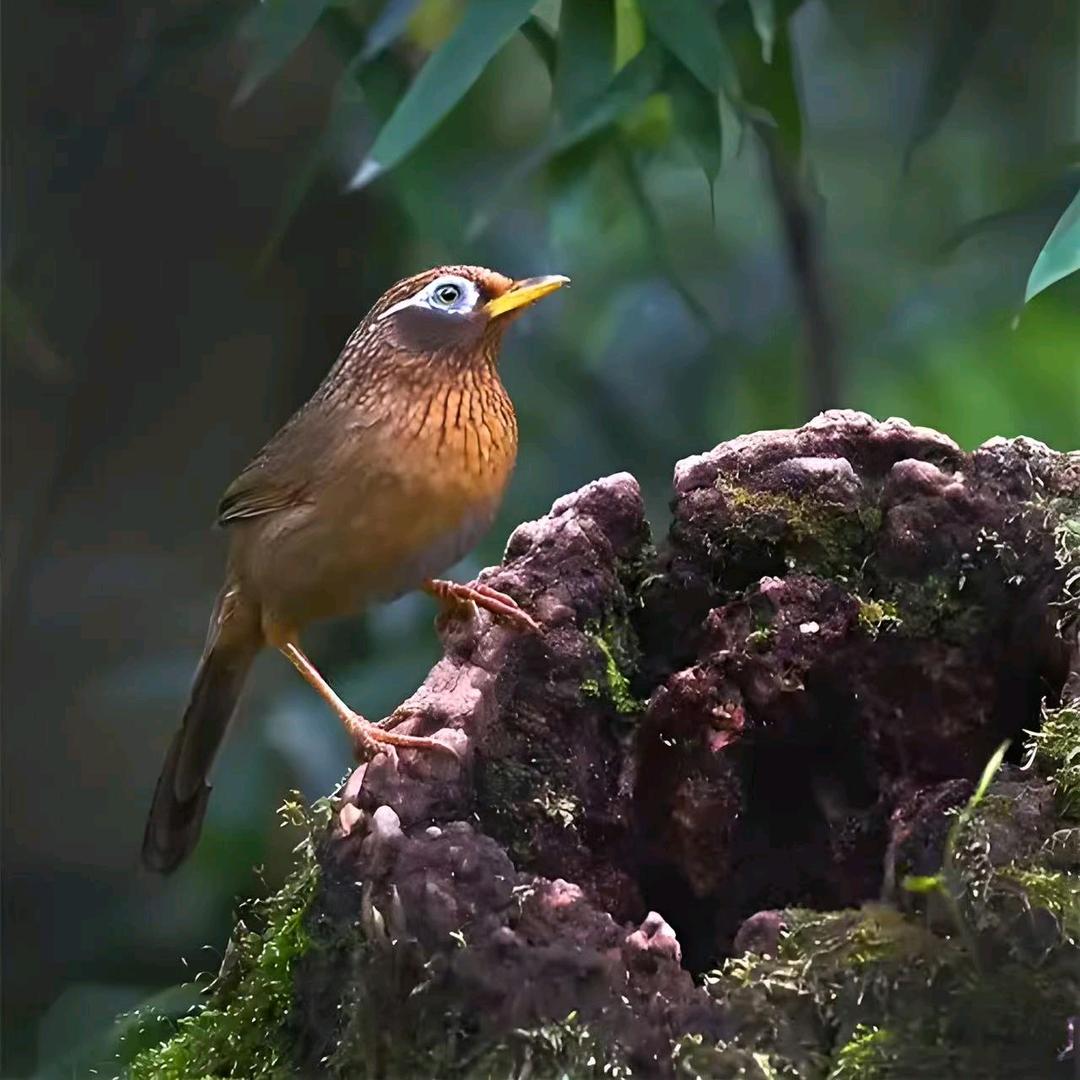 黔岭鸟食