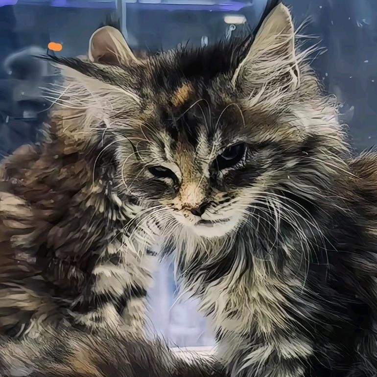 懒猫