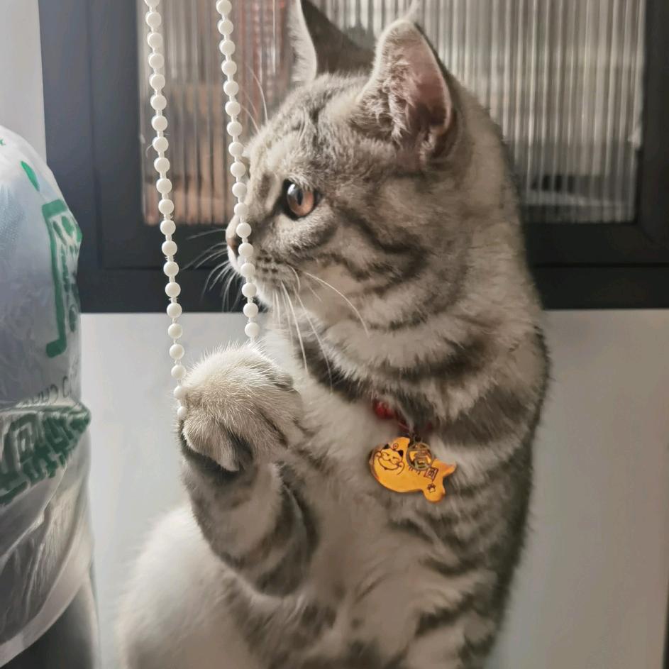 椭圆🐱