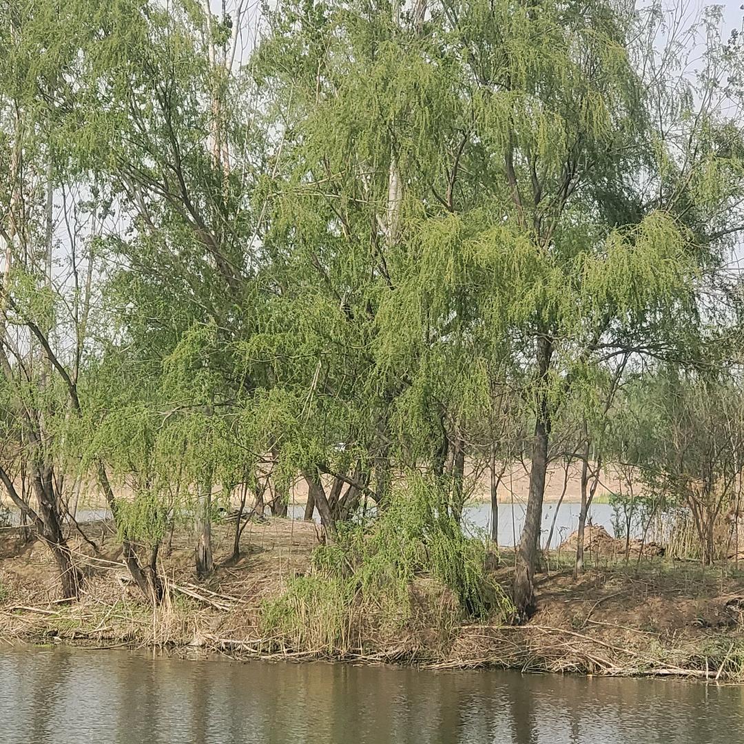 chunyi58