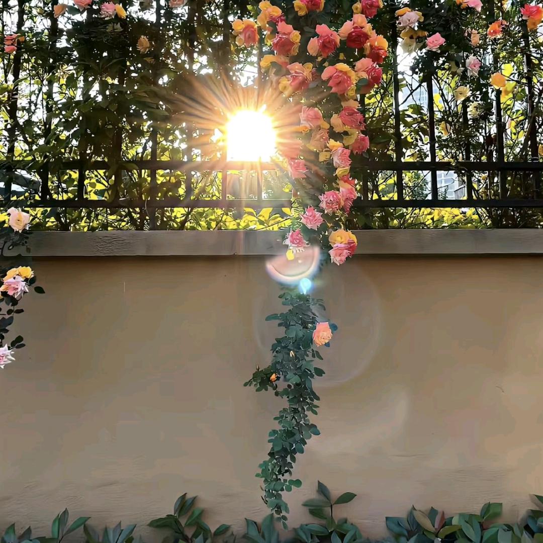 向阳🌸