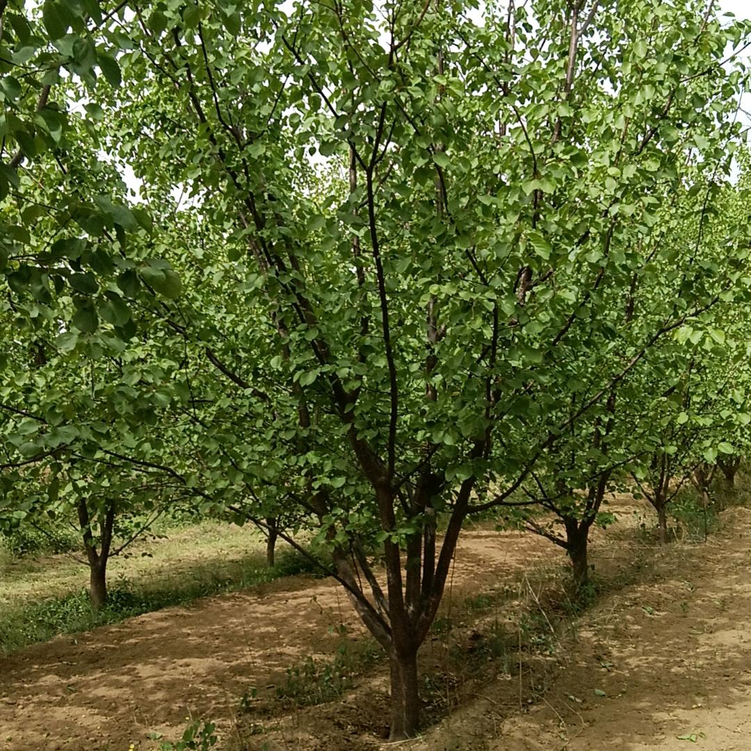 陕西杏树基地