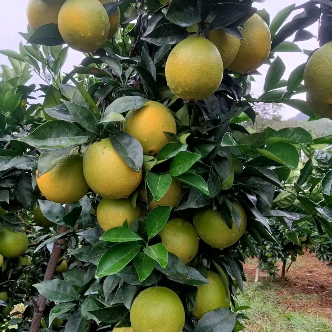 晴天🌞🌞🌞🌞