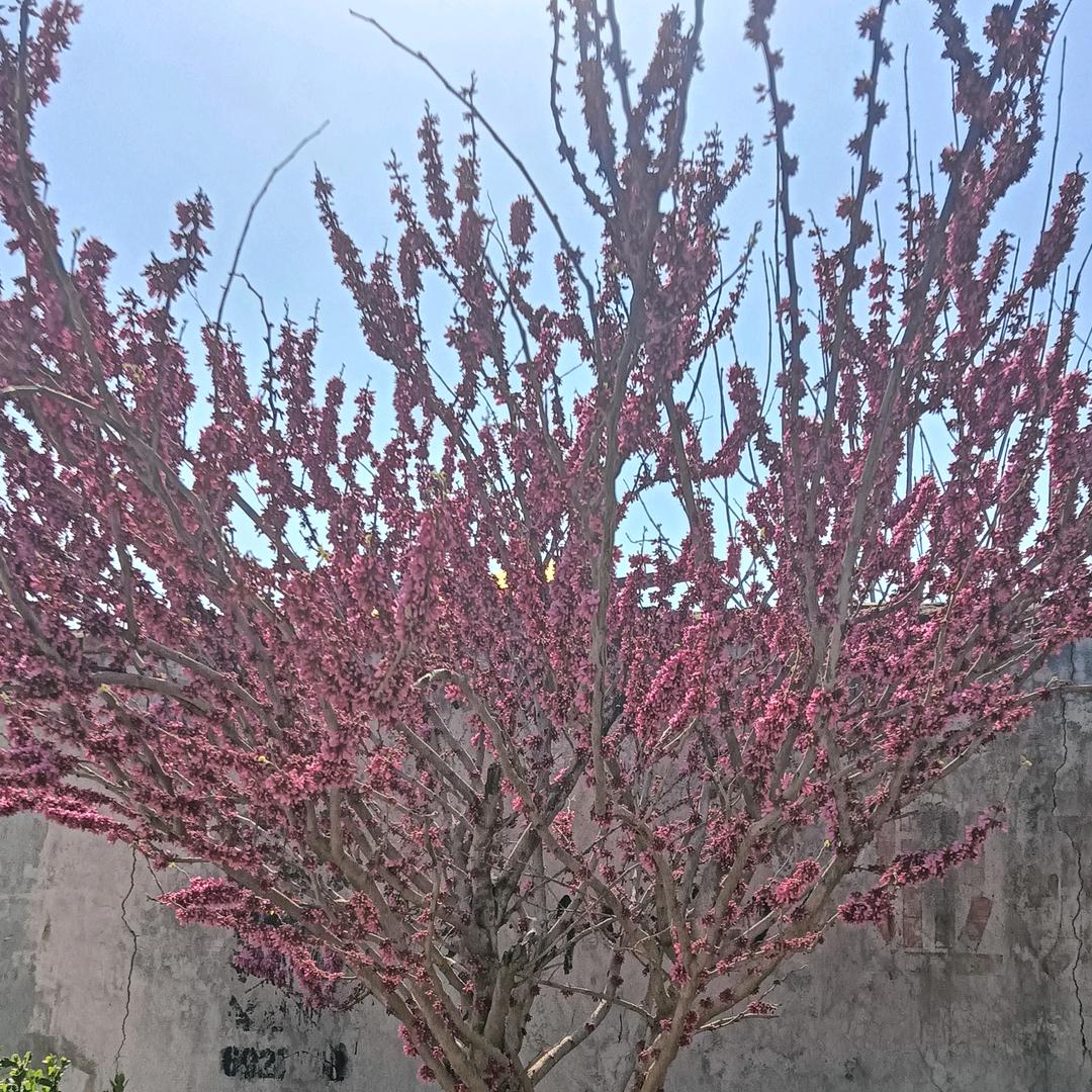 老爷莹莹