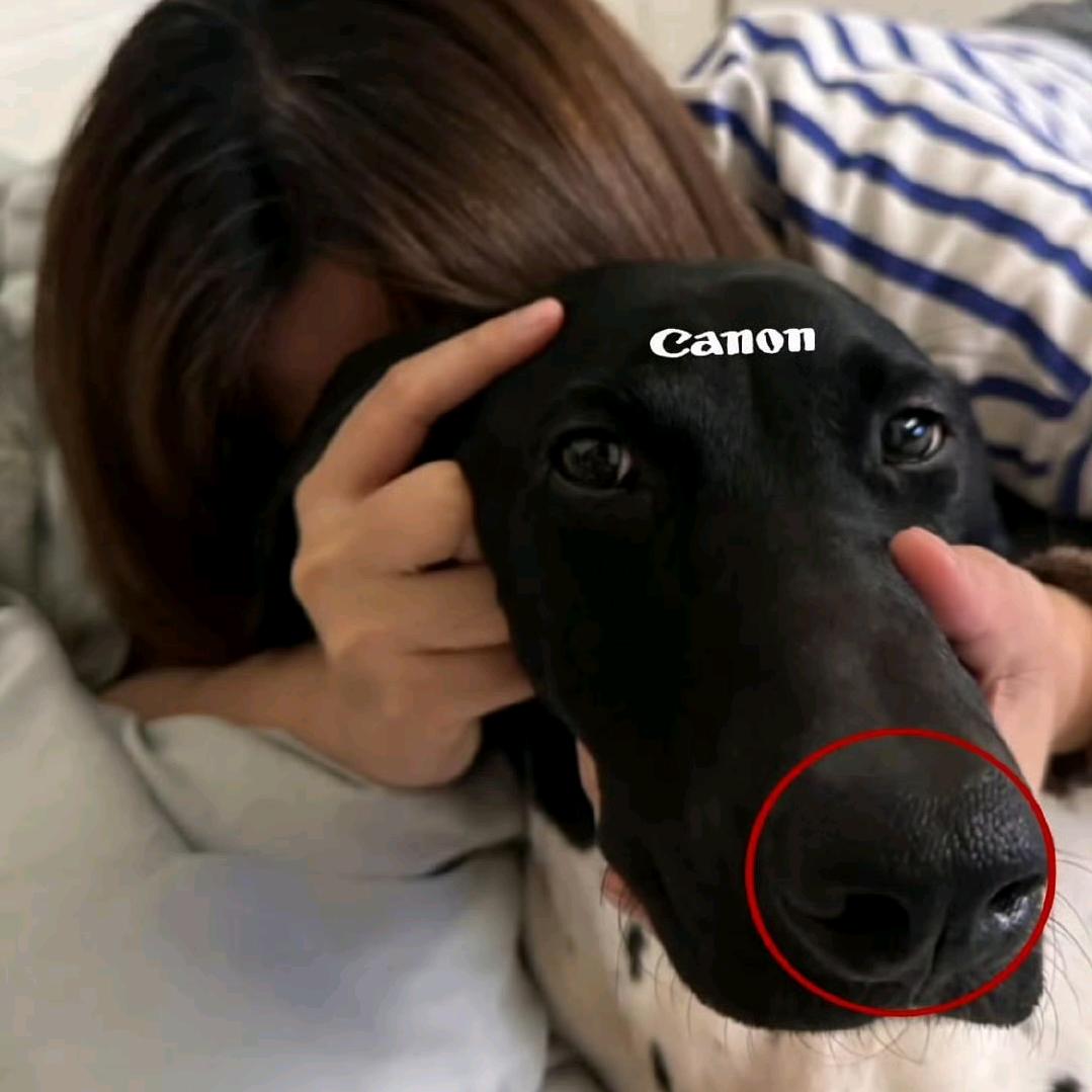 弱水三千我只取巧克力