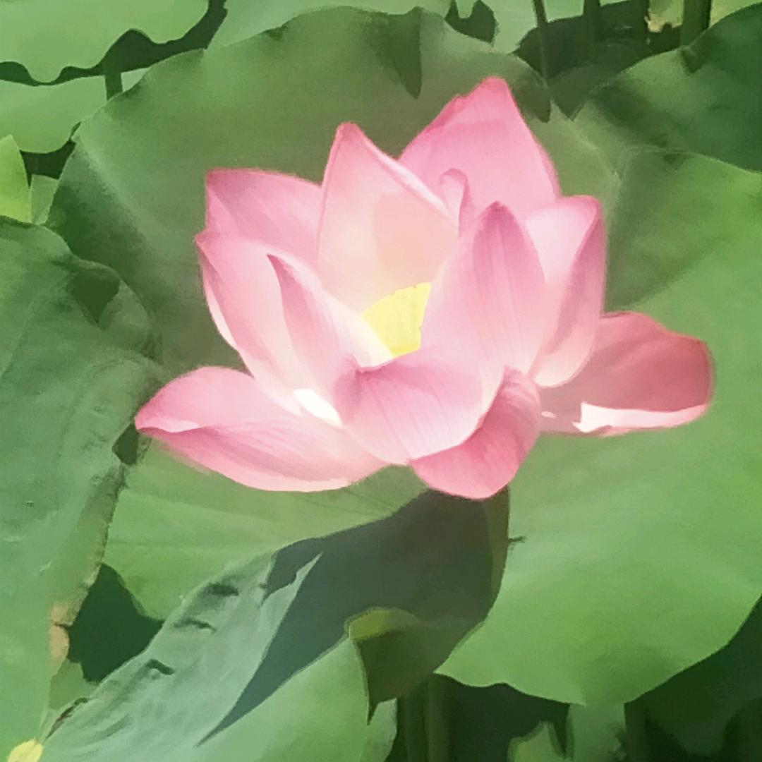 快乐🌹🌹🌺🌺