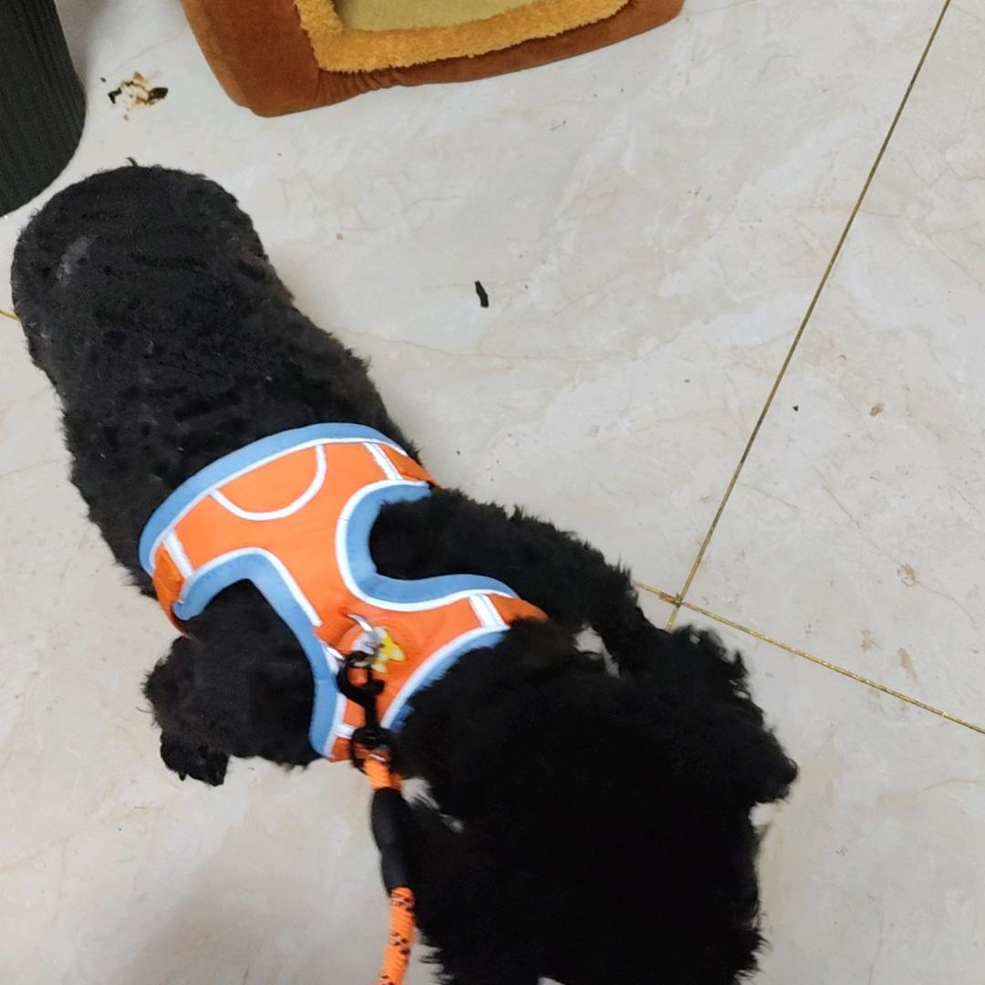 福星高照