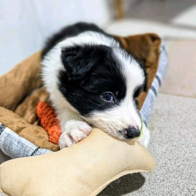 边牧  小元宝