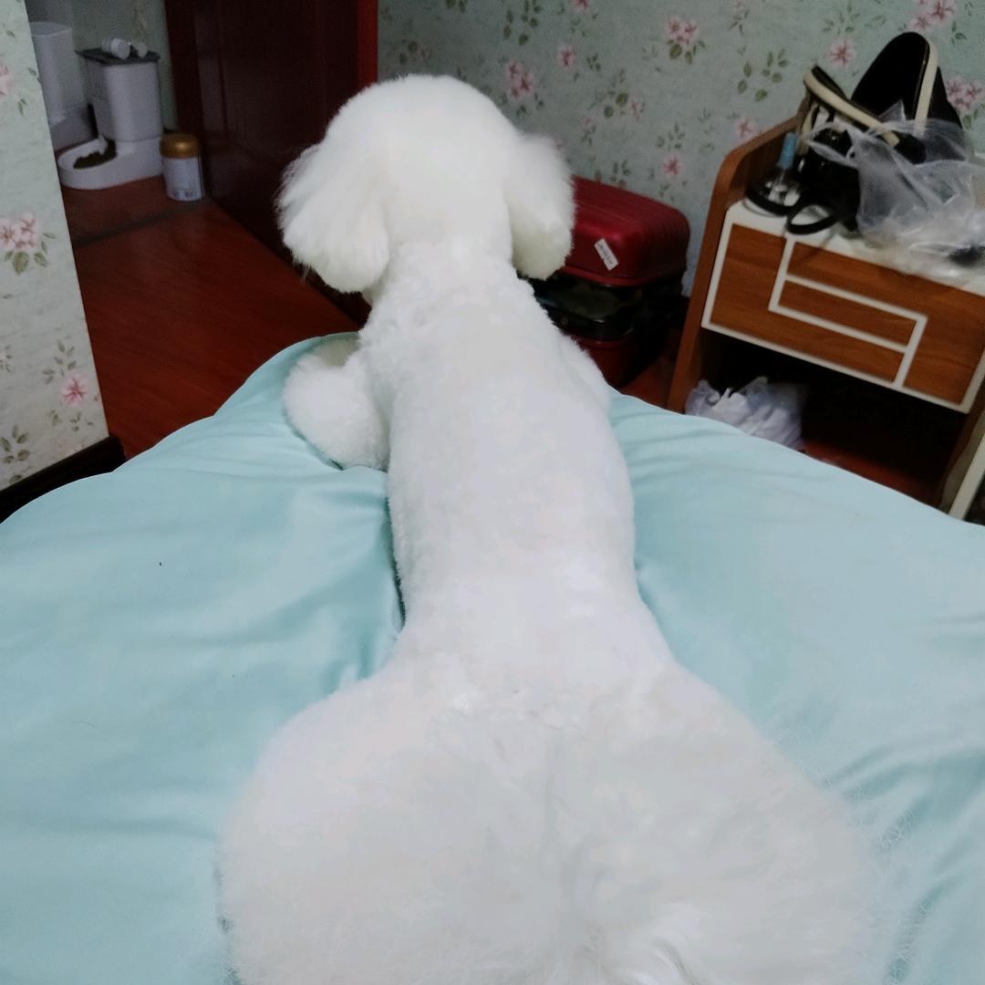 小太芬
