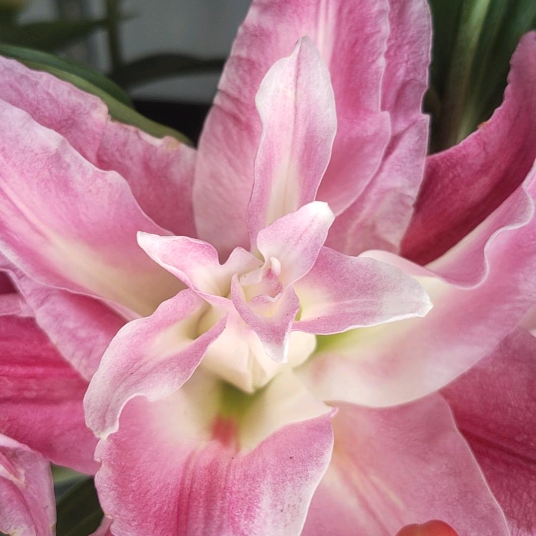 安平鲜花批发