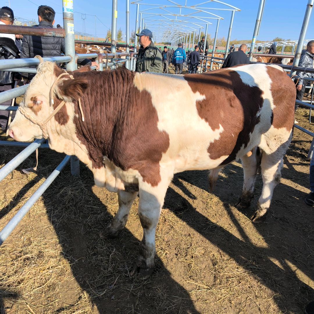 放牛娃（放牛娃牧业）