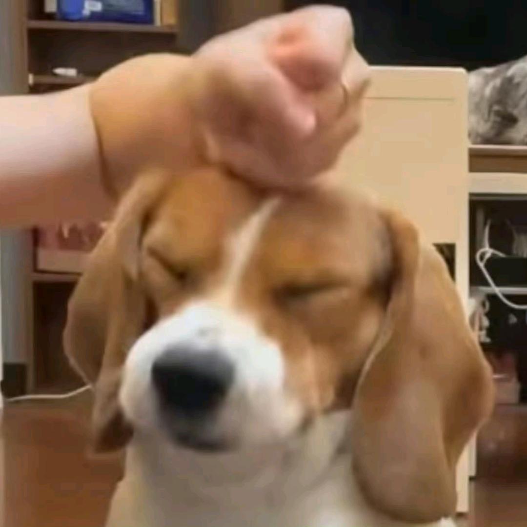 比格大王嗨玩记