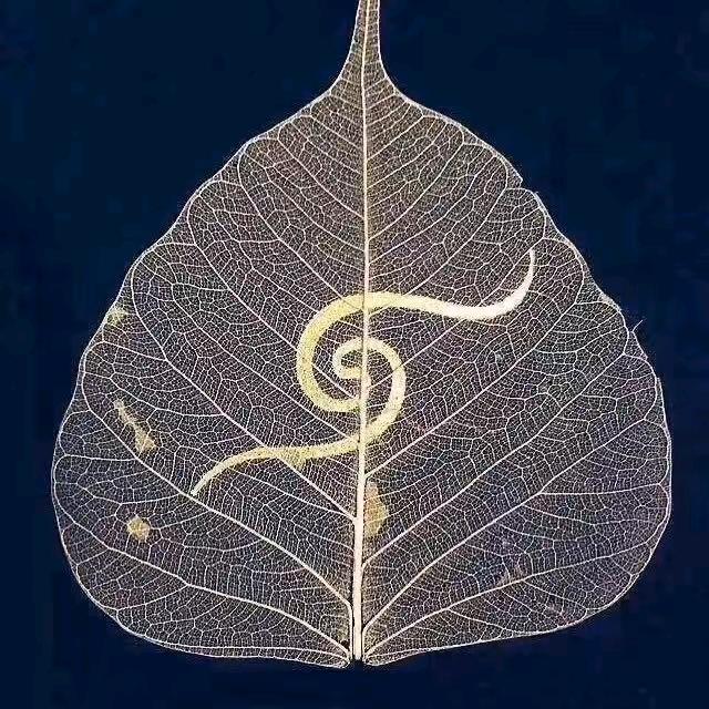 菩提树下的心愿