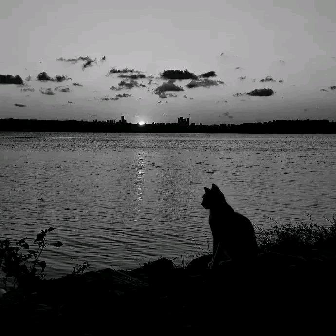 ✿ʕ•̫͡•ʔ敷衍ペ