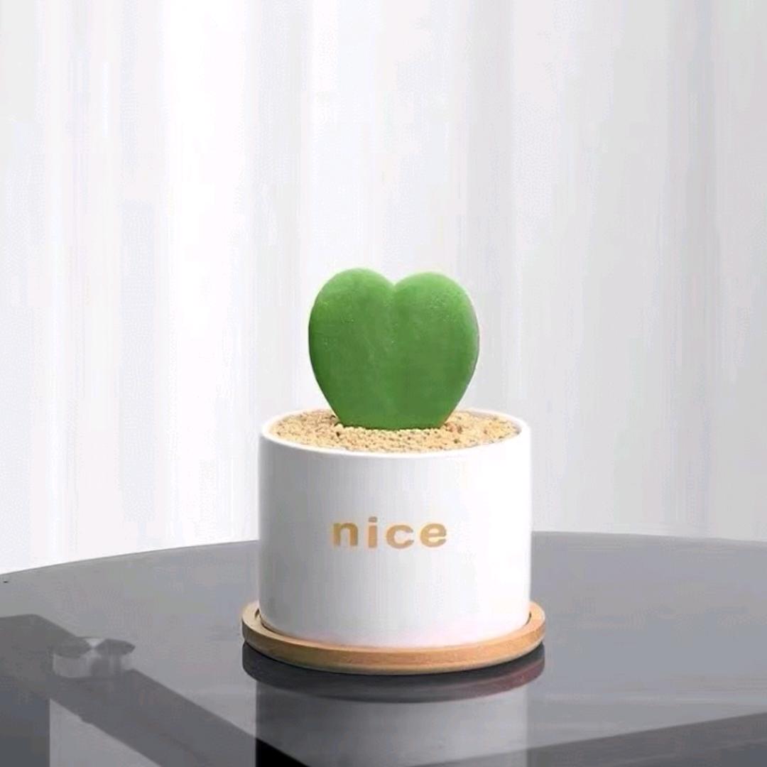 苏家二姐