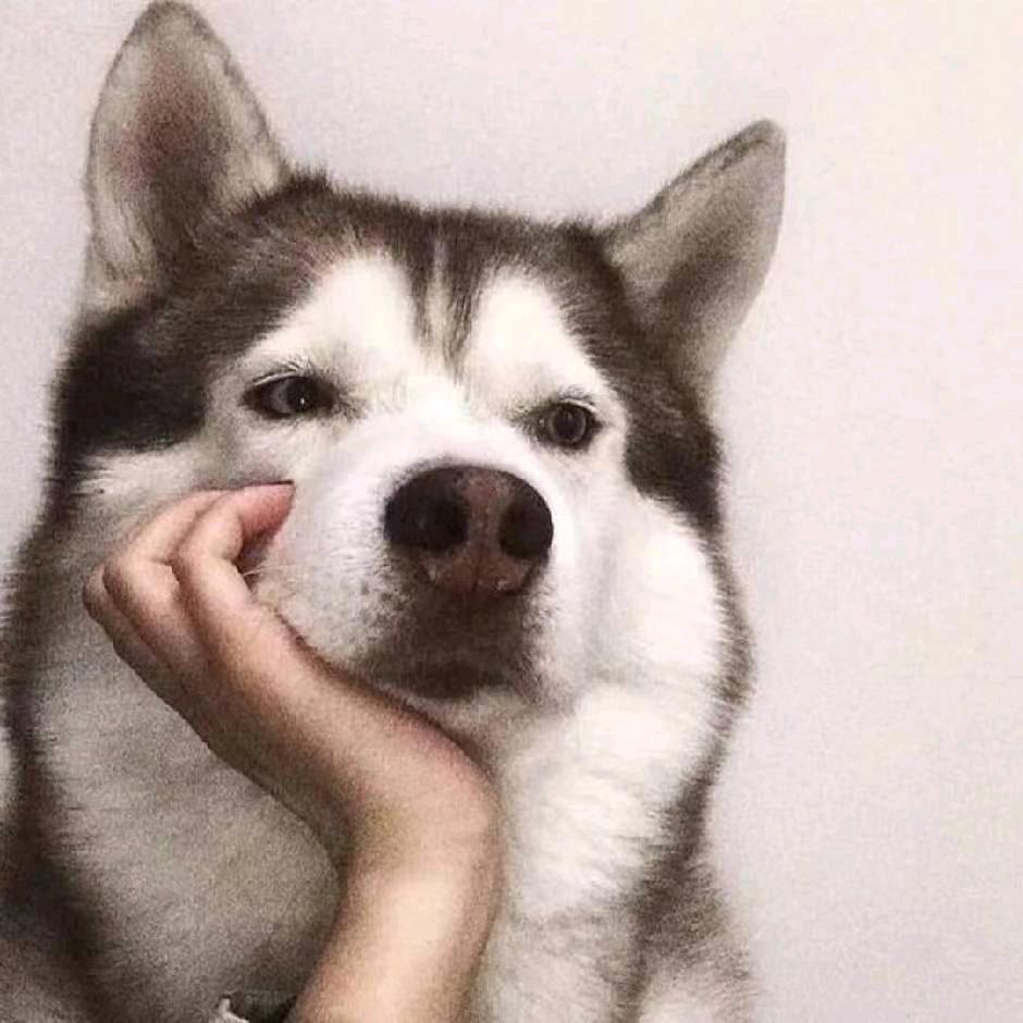 嘎嘎🦢（郡主颗颗大王）