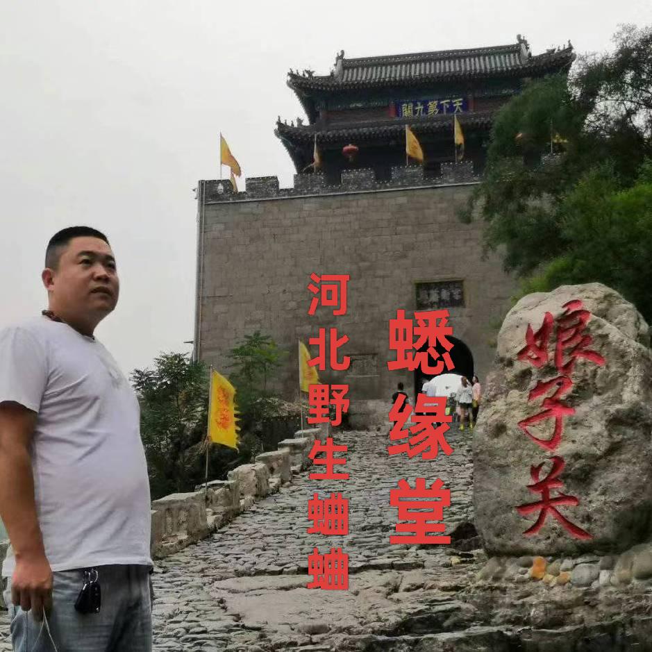 河北野生蛐蛐《蟋缘堂》