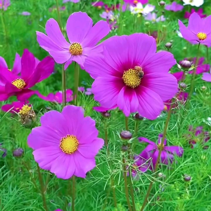 向*****