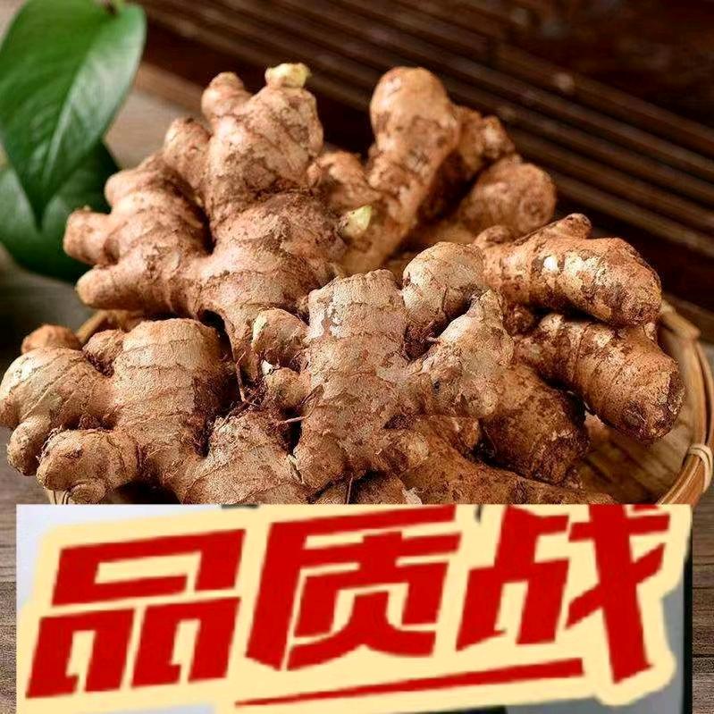 云南小黄姜批发