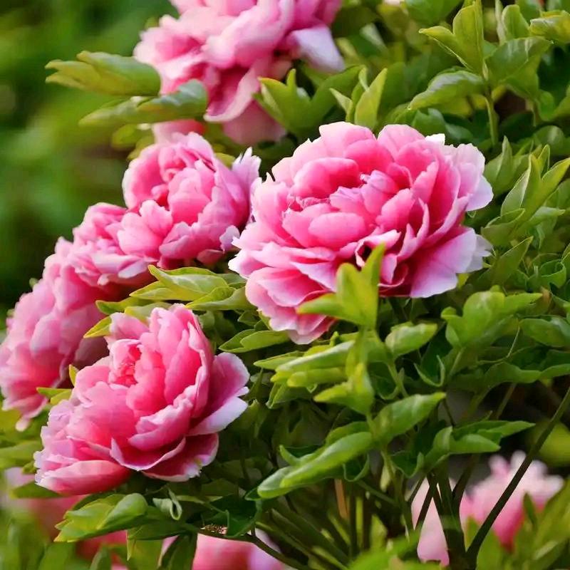 花好月圆🌸