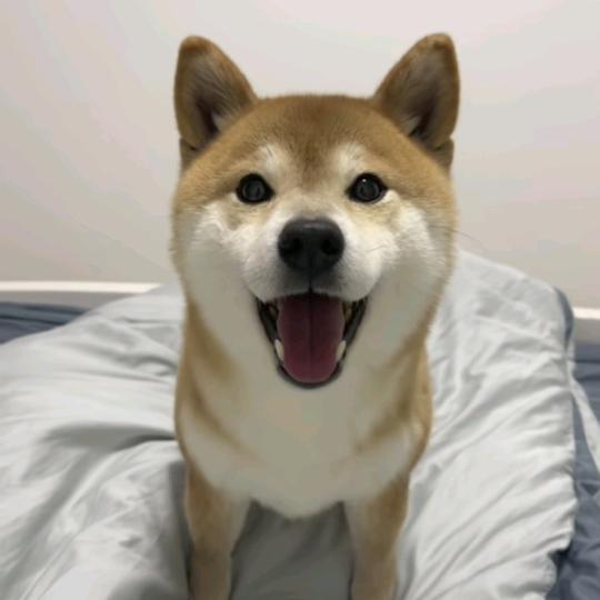 =⩌⩊⩌=