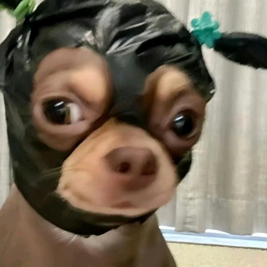 丢掉脑子就是看