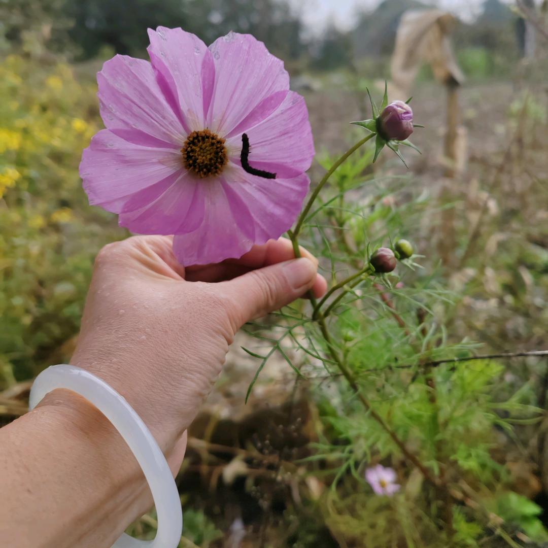 花木年华