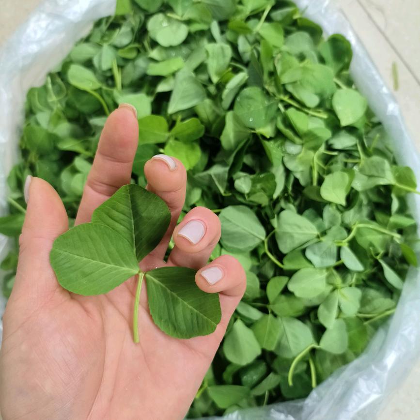 程家大小姐  💋