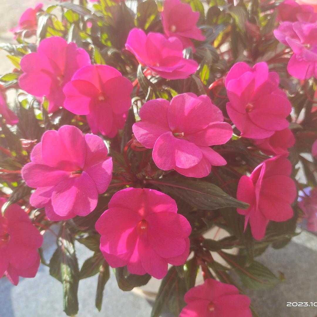 老吴在农村的快乐生活